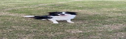 Border Collie dogs for sale: Rex the border collie - Advert 7