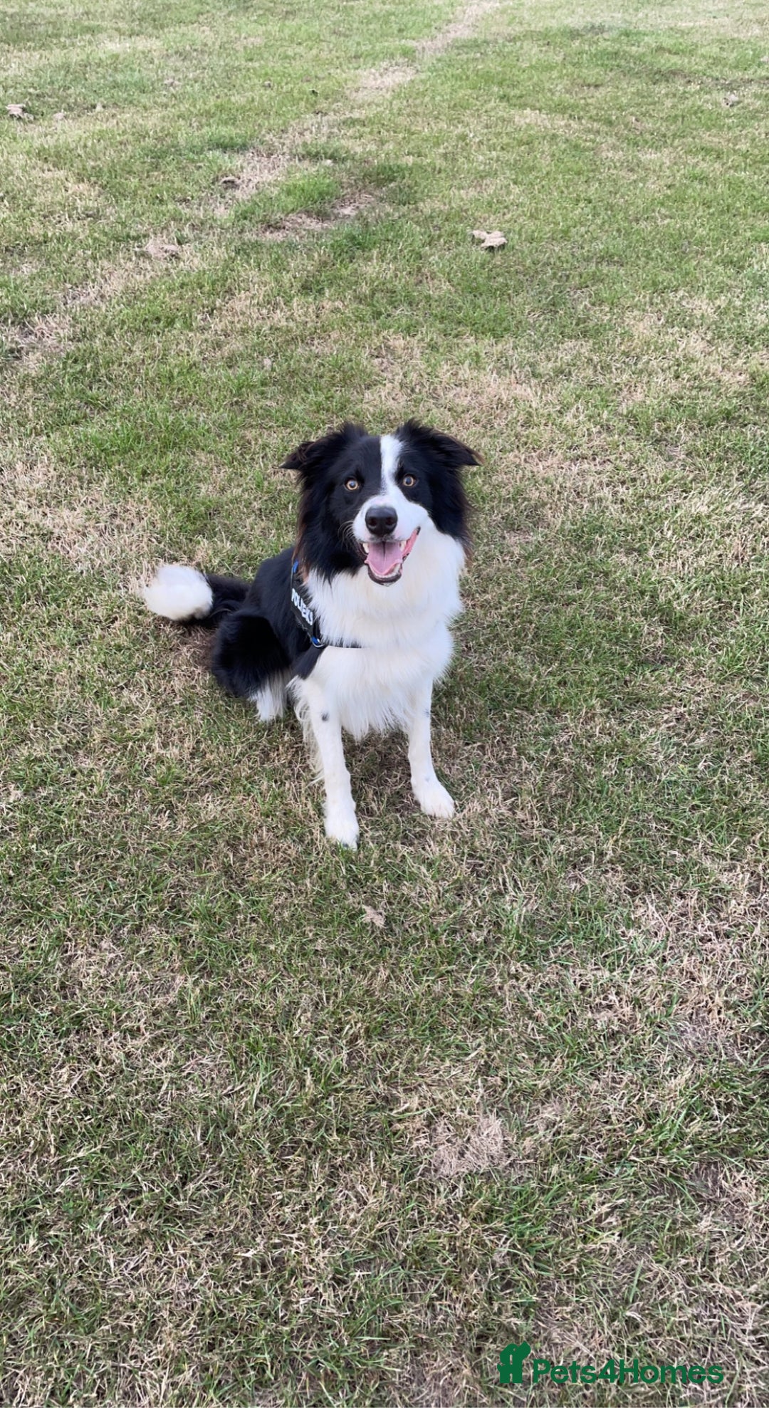 Border Collie dogs for sale: Rex the border collie - Advert 7