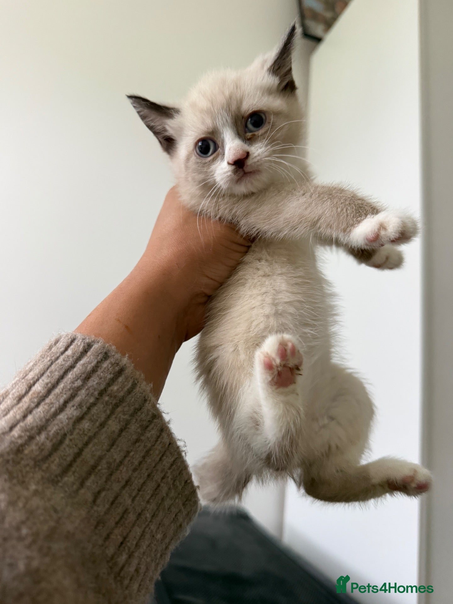 Ragamese cats Kitten one girl remaining Ragamese - Advert 1