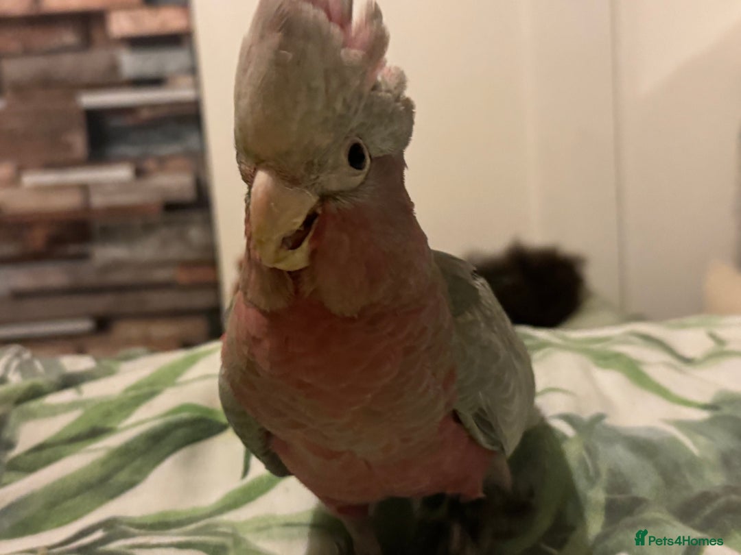 Cockatoo birds for sale: Hand reared Male galah parrot  - Image 3