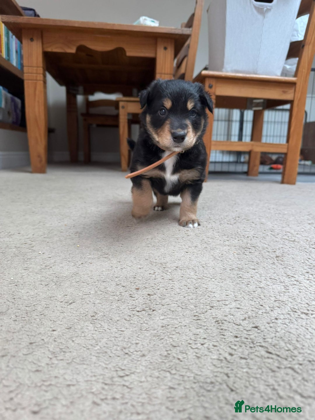 Welsh Collie dogs for sale: Welsh Collie (Tri Colour) Puppies for sale - Image 5