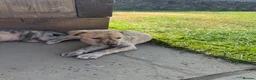 Lurcher dogs for sale: Wheeton Greyhound Puppies  - Advert 4