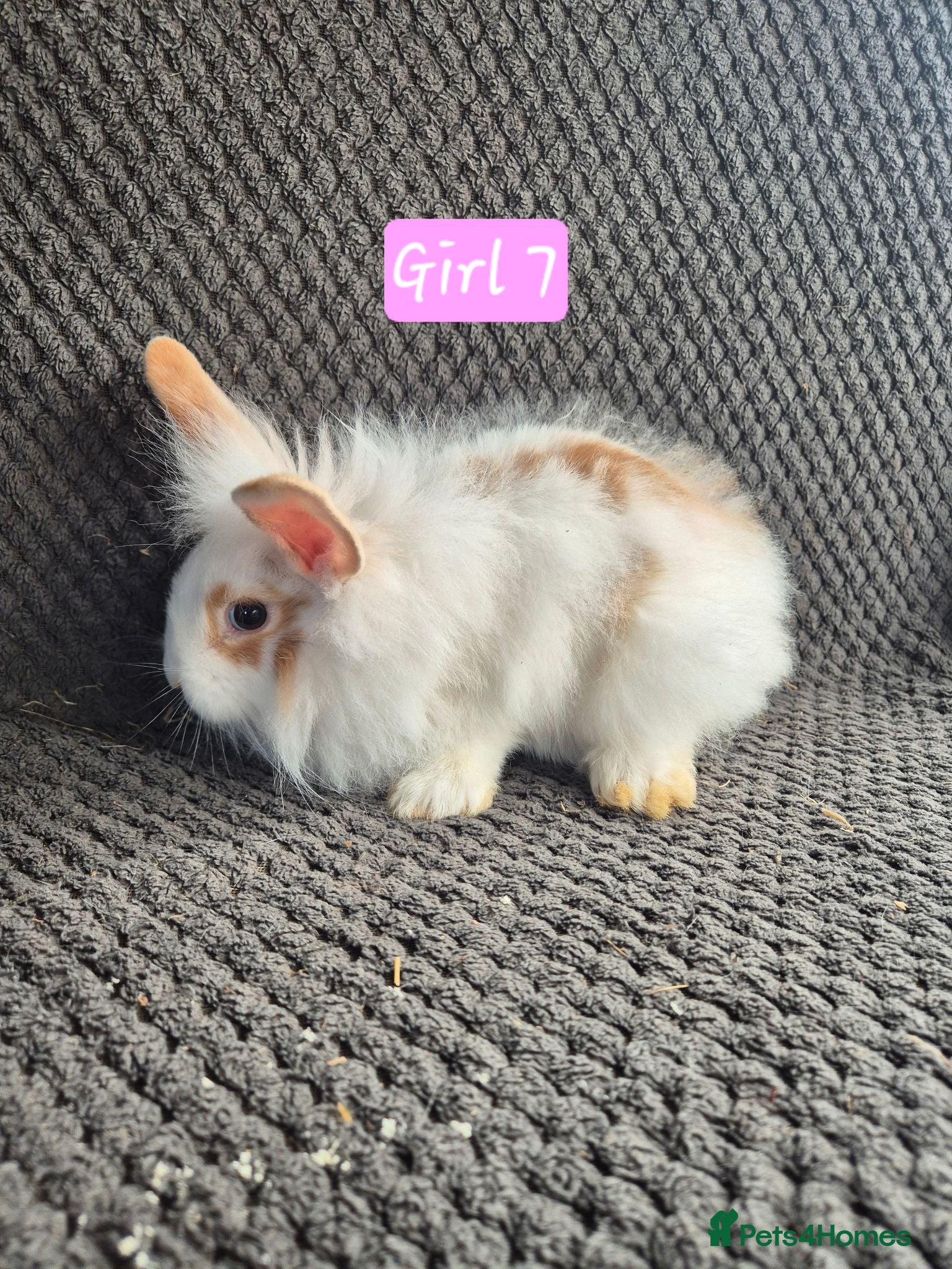Mini Lion Lop rabbits Mini Lion Lop Bunnies - Advert 20
