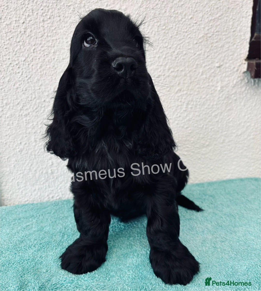 Cocker Spaniel dogs for sale: READY NOW Last boy, import line show cockers - Image 13