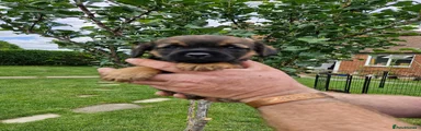 Border Terrier 1