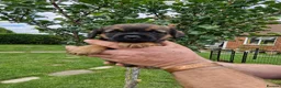 Border Terrier dogs for sale: Handsome border terriers  - Advert 5