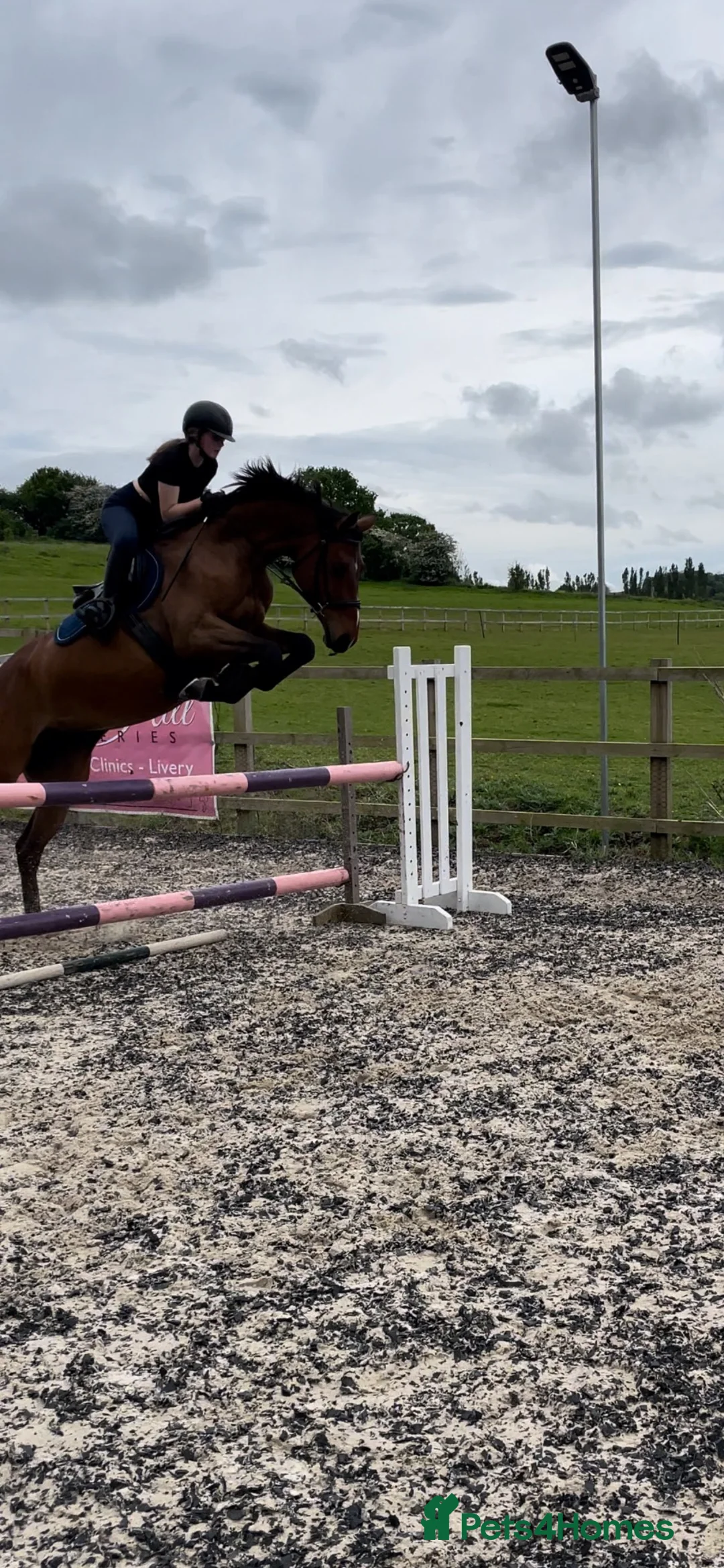 British Warmblood horses for sale: Head turner show jumper  in Woodbridge - Advert 1