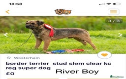 Border Terrier dogs for sale: Border Terrier Pups - Image 30