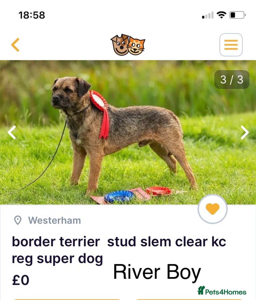 Border Terrier dogs for sale: Border Terrier Pups - Image 30