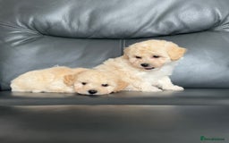 Poochon dogs for sale: F1 female Poochon puppy  - Image 4