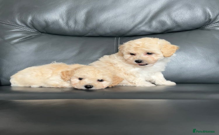 Poochon dogs - Advert 2