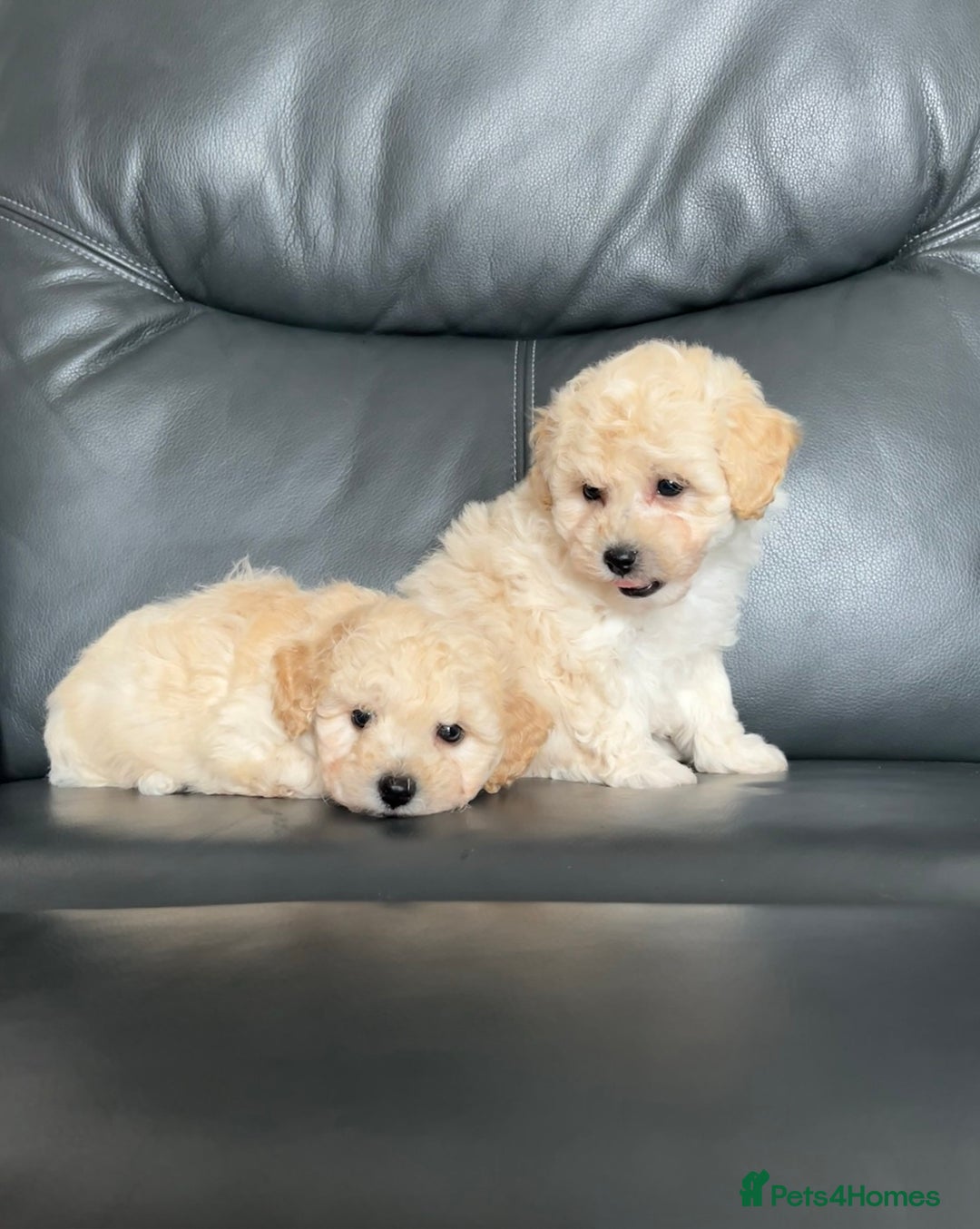 Poochon dogs for sale: F1 female Poochon puppy  - Image 4