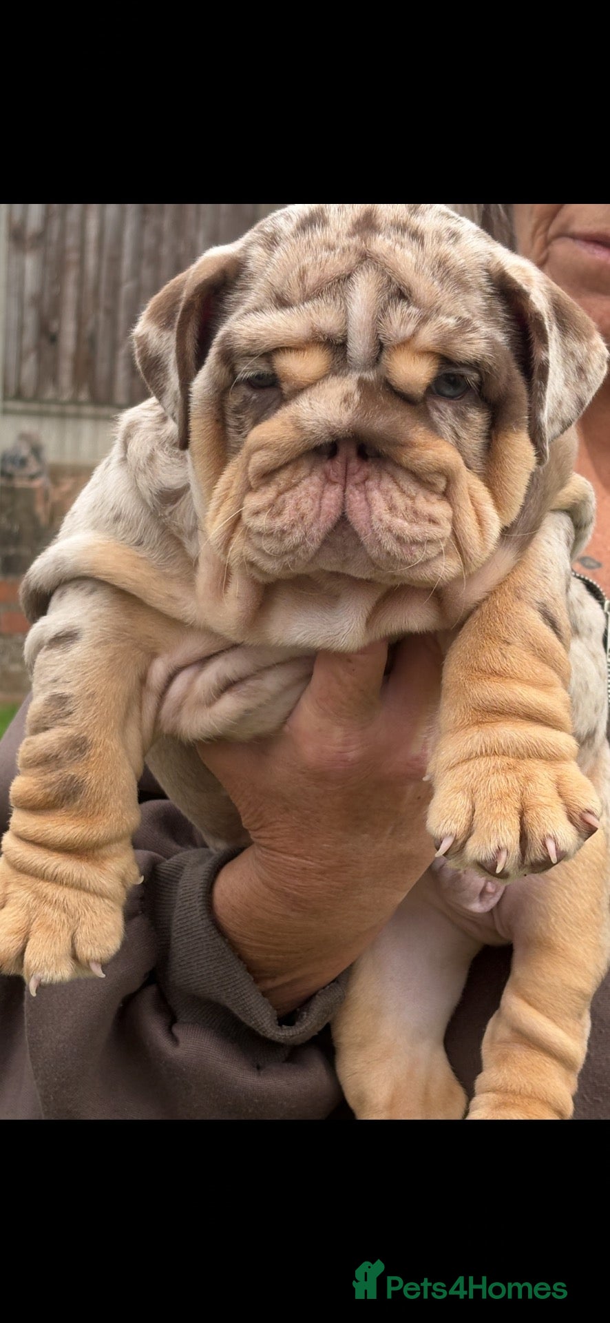English Bulldog dogs Chocolate Merle boy outstanding bloodlines  - Advert 1