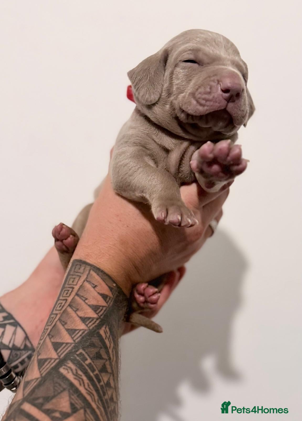 Weimaraner dogs Gorgeous chunky silver Weimaraner puppies  - Advert 2