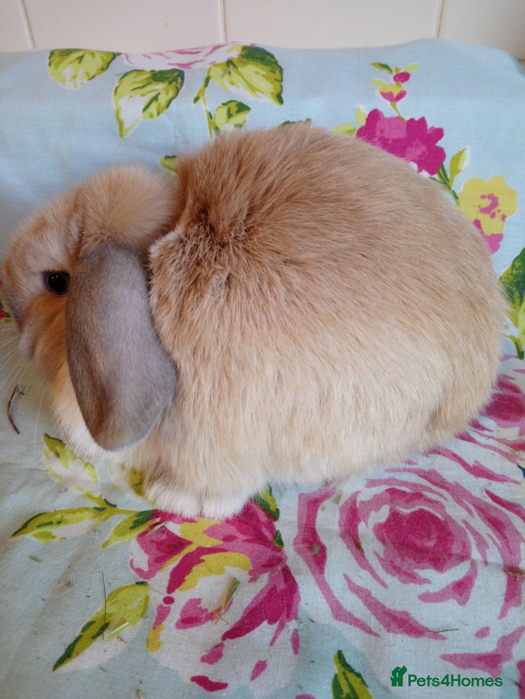 Mini Lop rabbits for sale: Pedigree Mini Lops - Advert 36