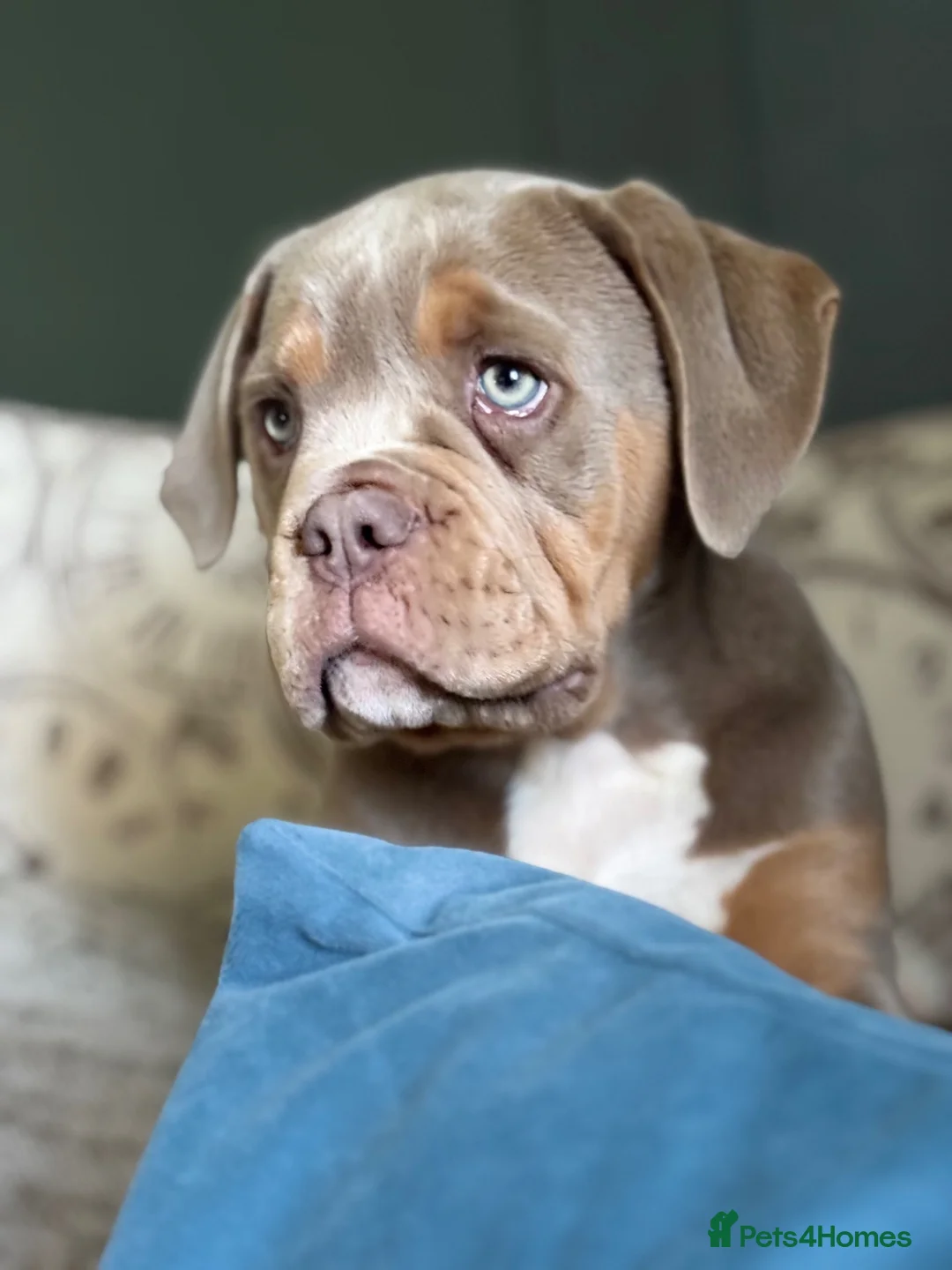 Olde English Bulldogge dogs for sale: Beautiful Lilac and Tan girl - Advert 3