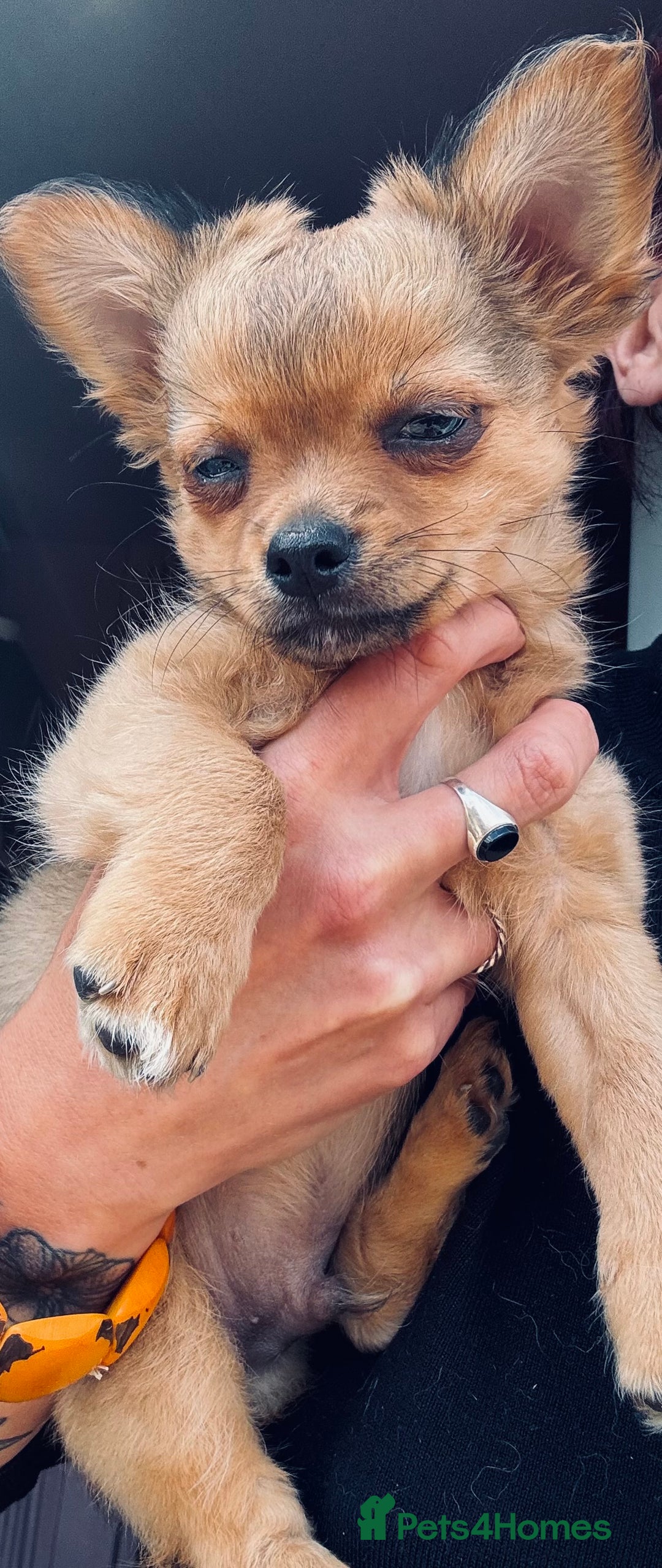 Pomchi dogs for sale: Beautiful female puppy ready now!  in Godstone - Image 21