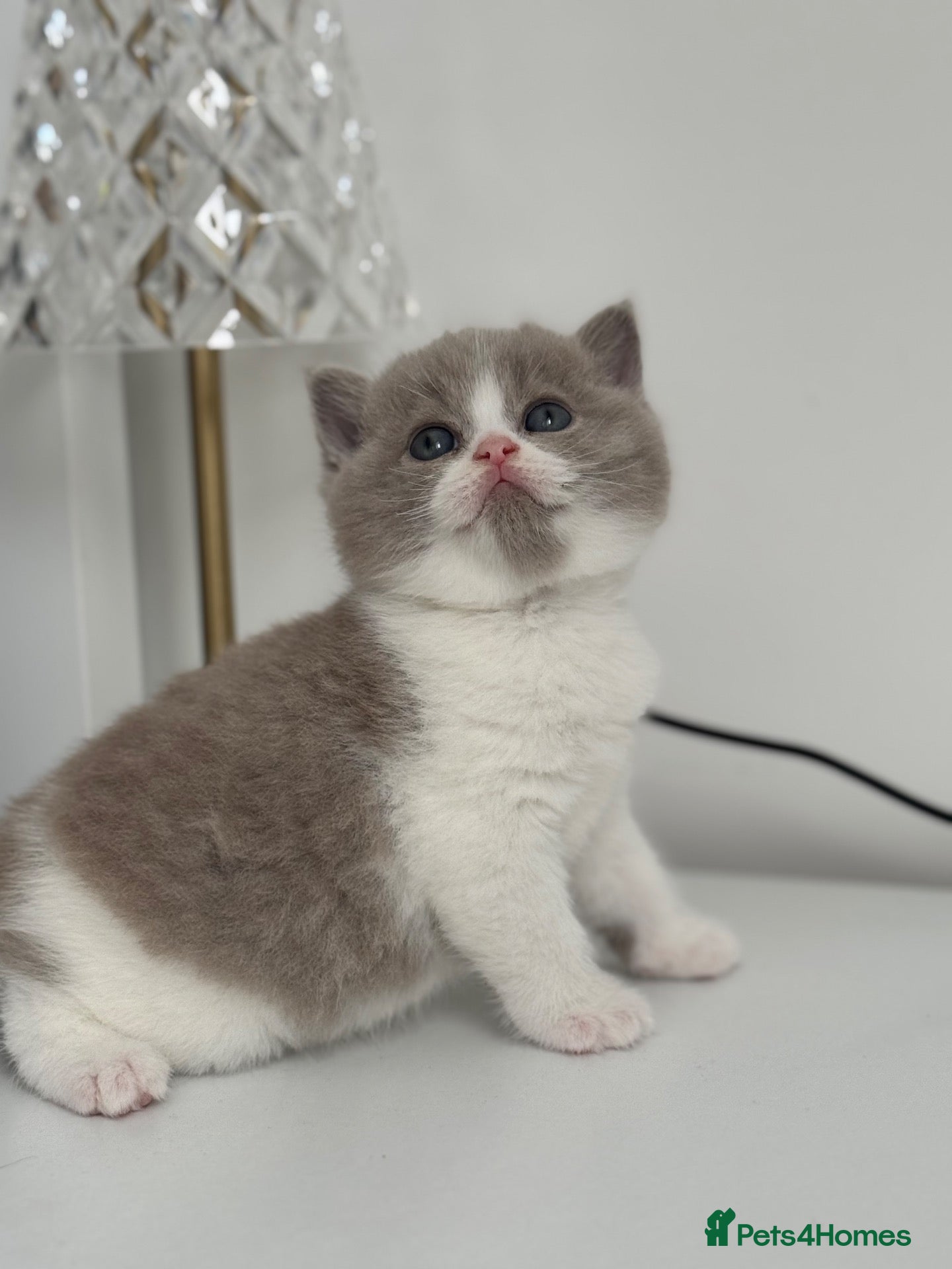 British Shorthair cats TICA reg lilac bi colours ready from 10 December  - Advert 6