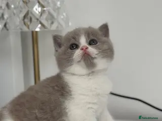 British Shorthair cats TICA reg lilac bi colours ready from 10 December - Advert 6