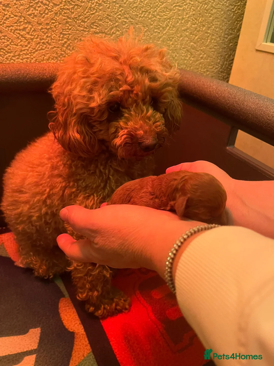 Toy Poodle dogs for sale: Red Toy Poodle  - Advert 15