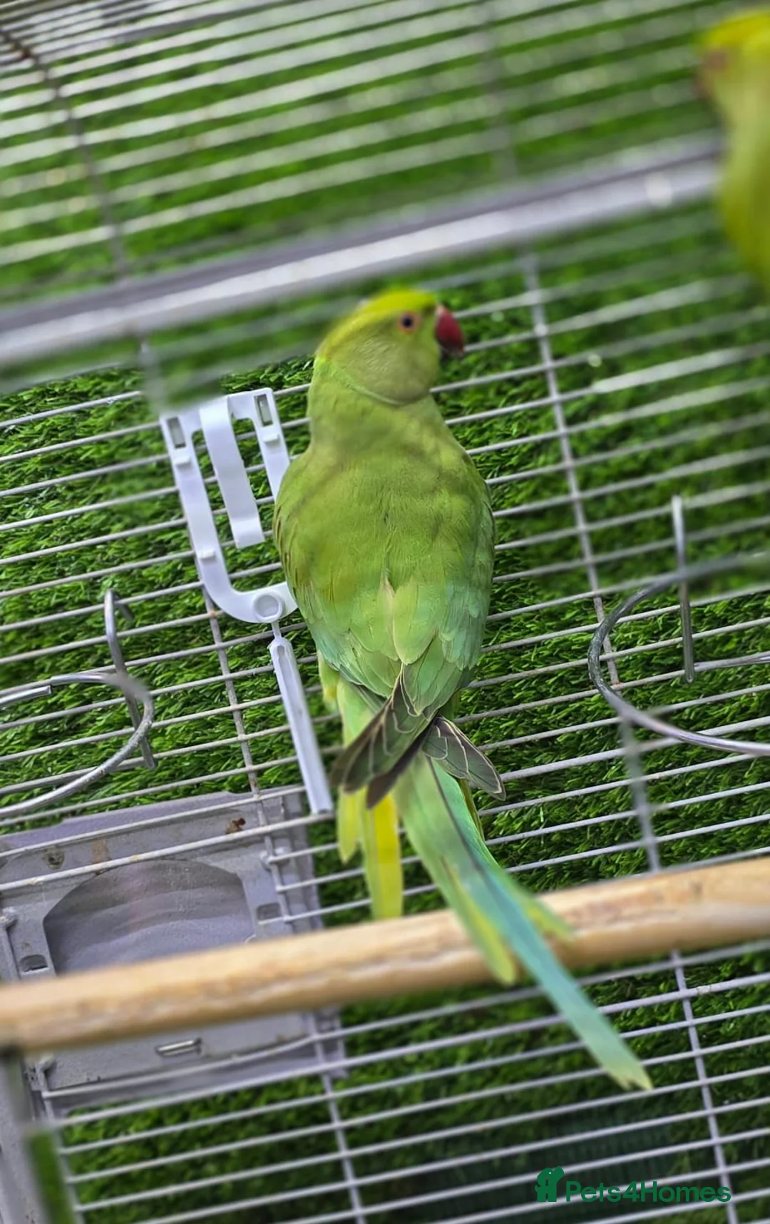 Conures birds for sale: Young Talking Parrots Available 4 to 5 Months Old - Advert 6