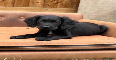 Mixed Breed dogs - Advert 3
