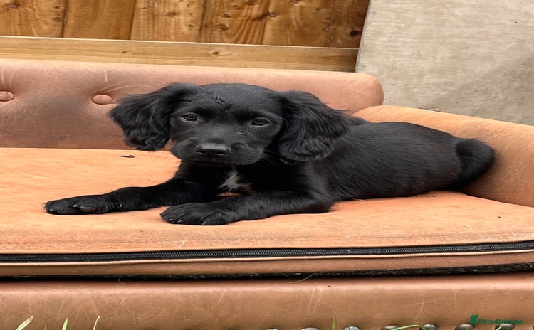 Mixed Breed dogs - Advert 7