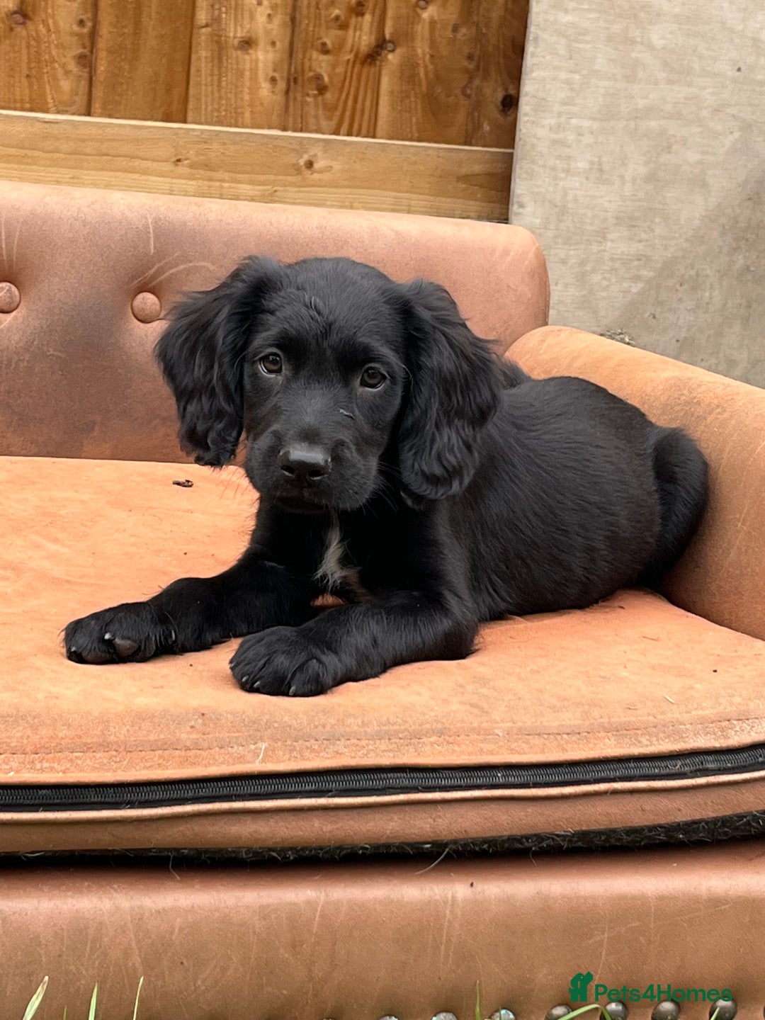 Mixed Breed dogs for sale: * Spangold Retrievers 2 beautiful boys left * - Image 2