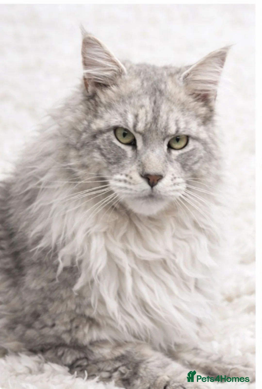 Maine Coon cats for stud: Several stud boys available  - Advert 3