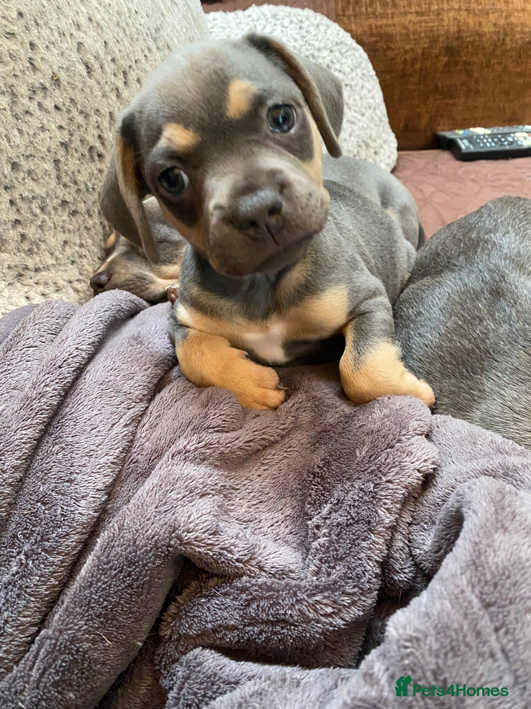 Mixed Breed dogs for sale: French bulldog x chiweenie puppies  - Advert 10