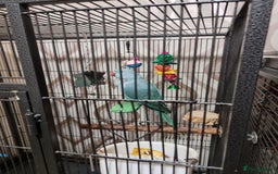 Ringnecks birds for sale: Blue female ringneak  - Image 4