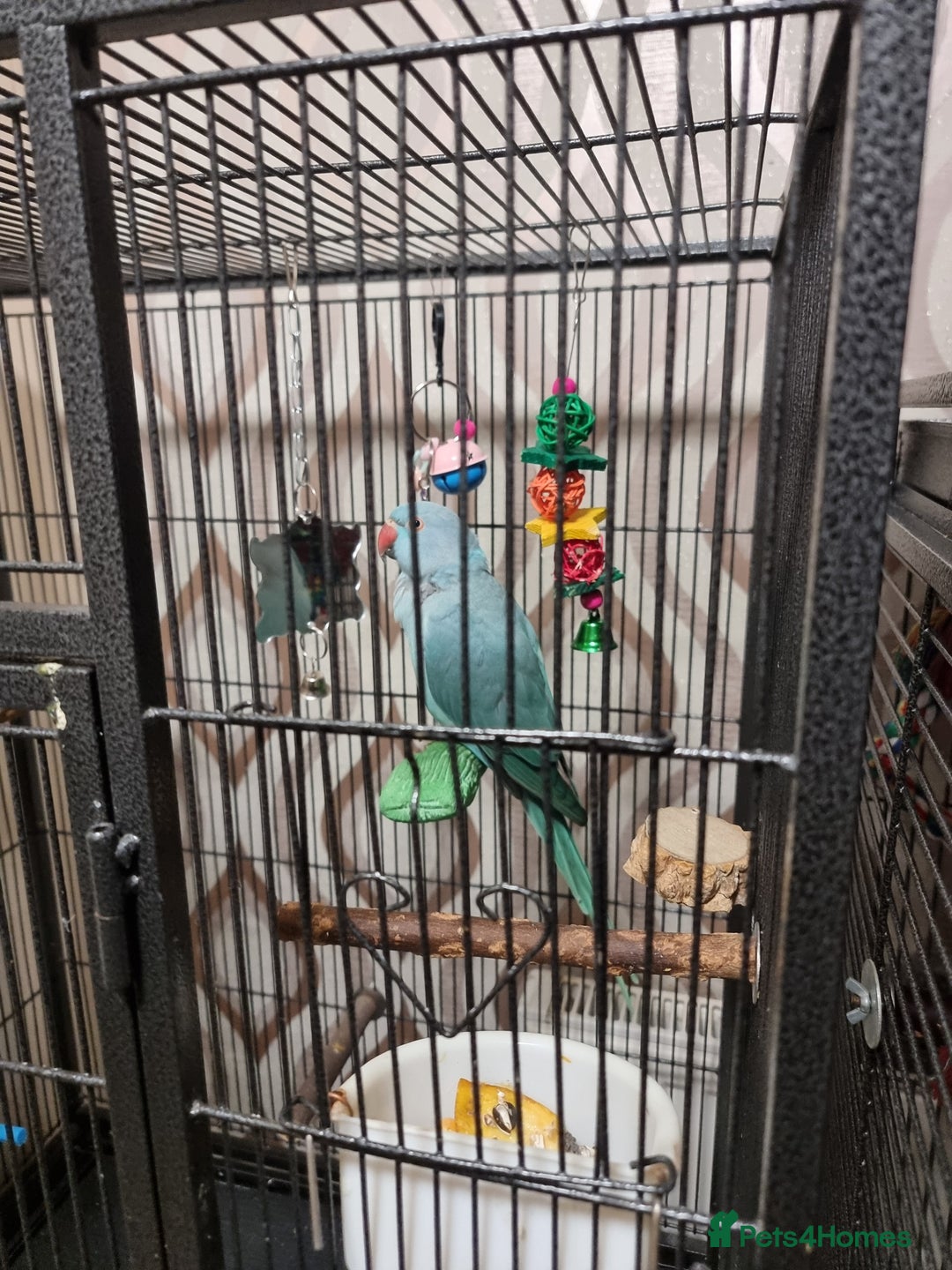 Ringnecks birds for sale: Blue female ringneak  - Image 4