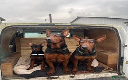 Chinese Red Dog dogs for sale: TodDaniels - Advert 8