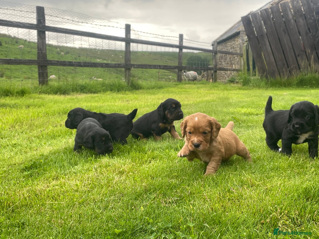 Cocker Spaniel dogs for sale: Kc reg working cocker spaniel pups - Image 6