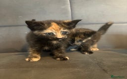 Mixed Breed cats for sale: Beautiful Kittens For sale  - Image 2