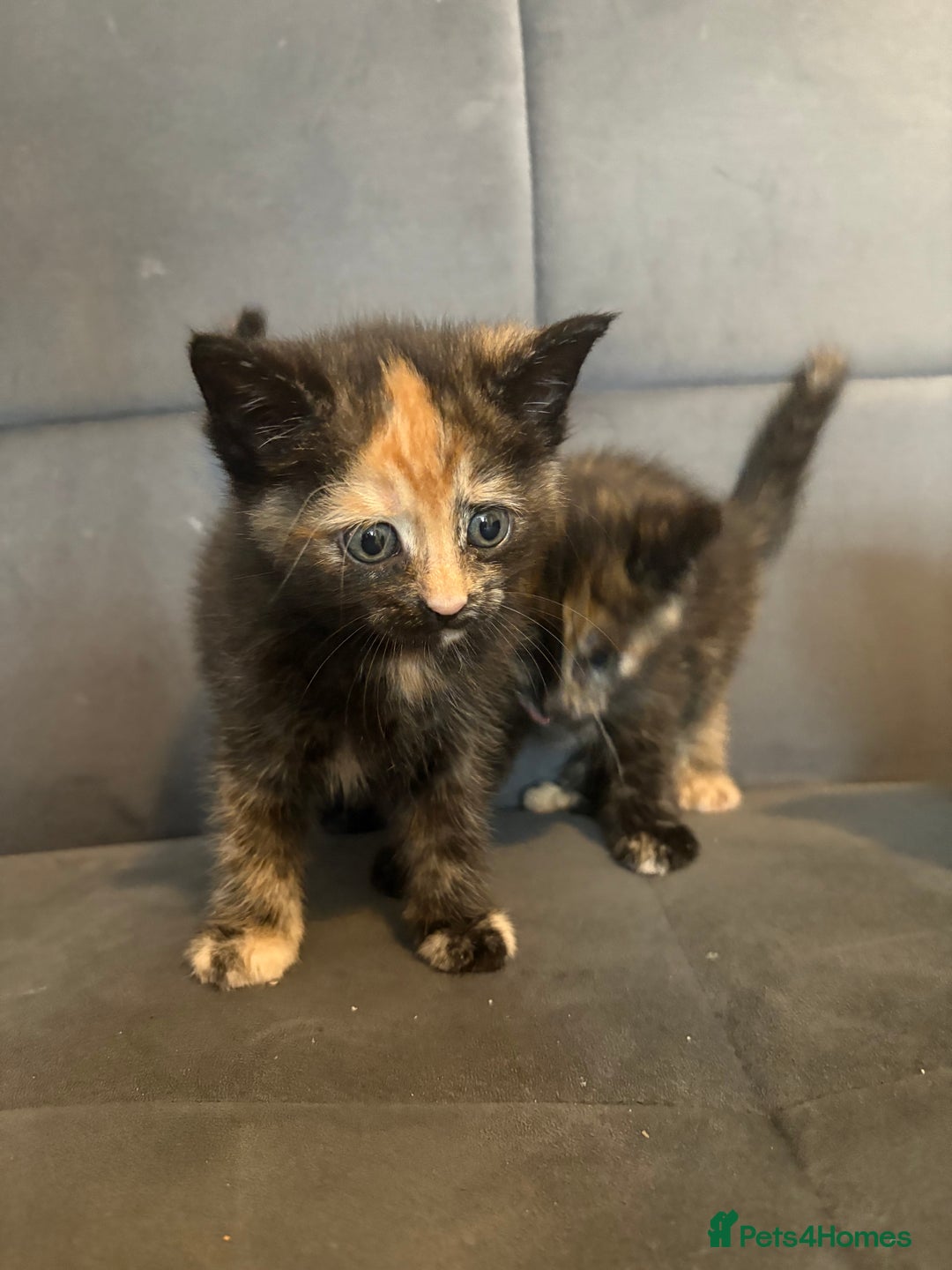Mixed Breed cats for sale: Beautiful Kittens For sale  - Image 2