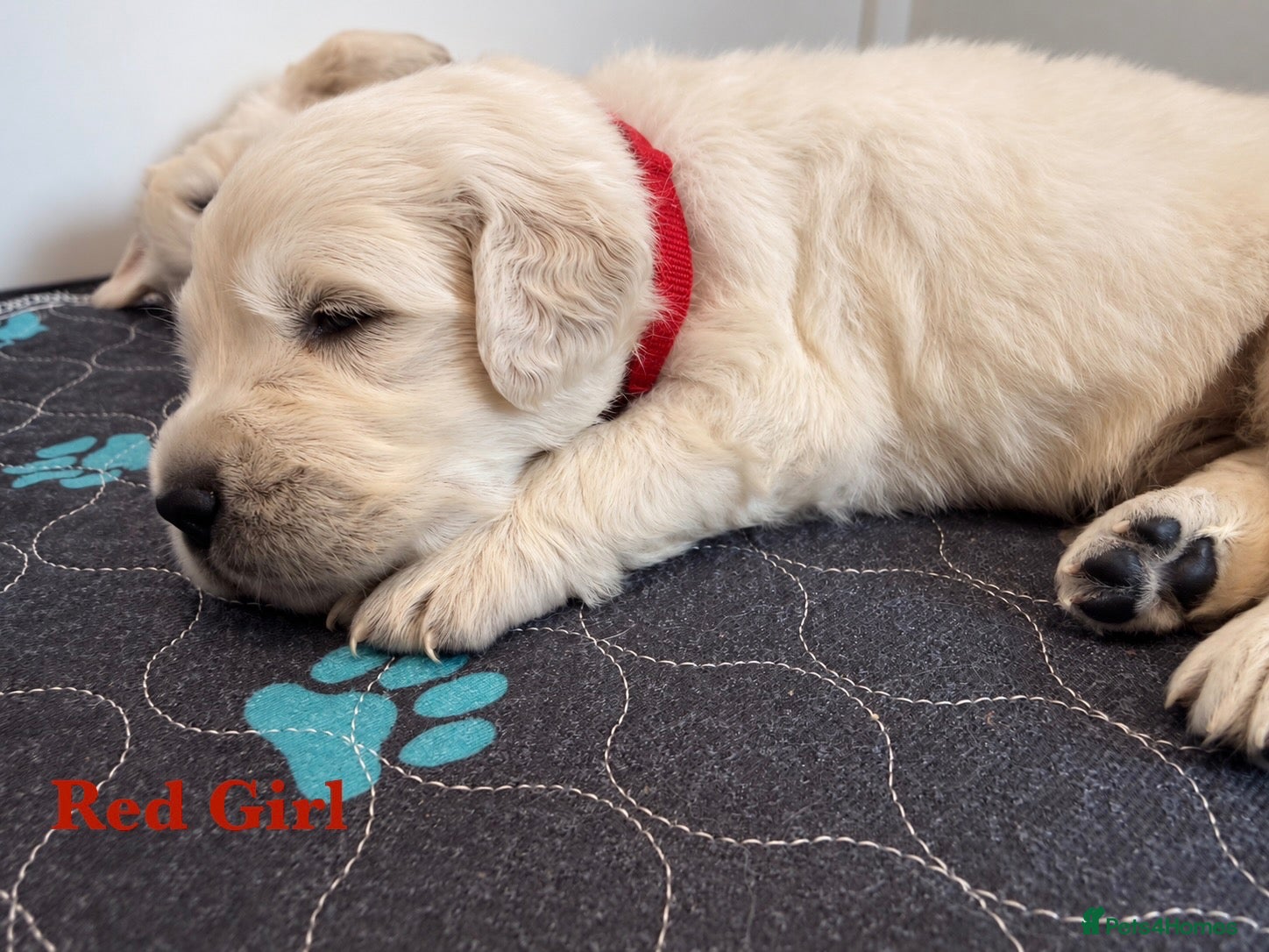 Golden Retriever dogs for sale: Champion line puppies 🏆 - Advert 1