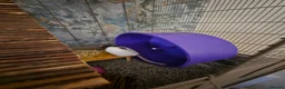 Rat rodents for sale: 2 lovely female rats with cage and accessories  - Advert 9