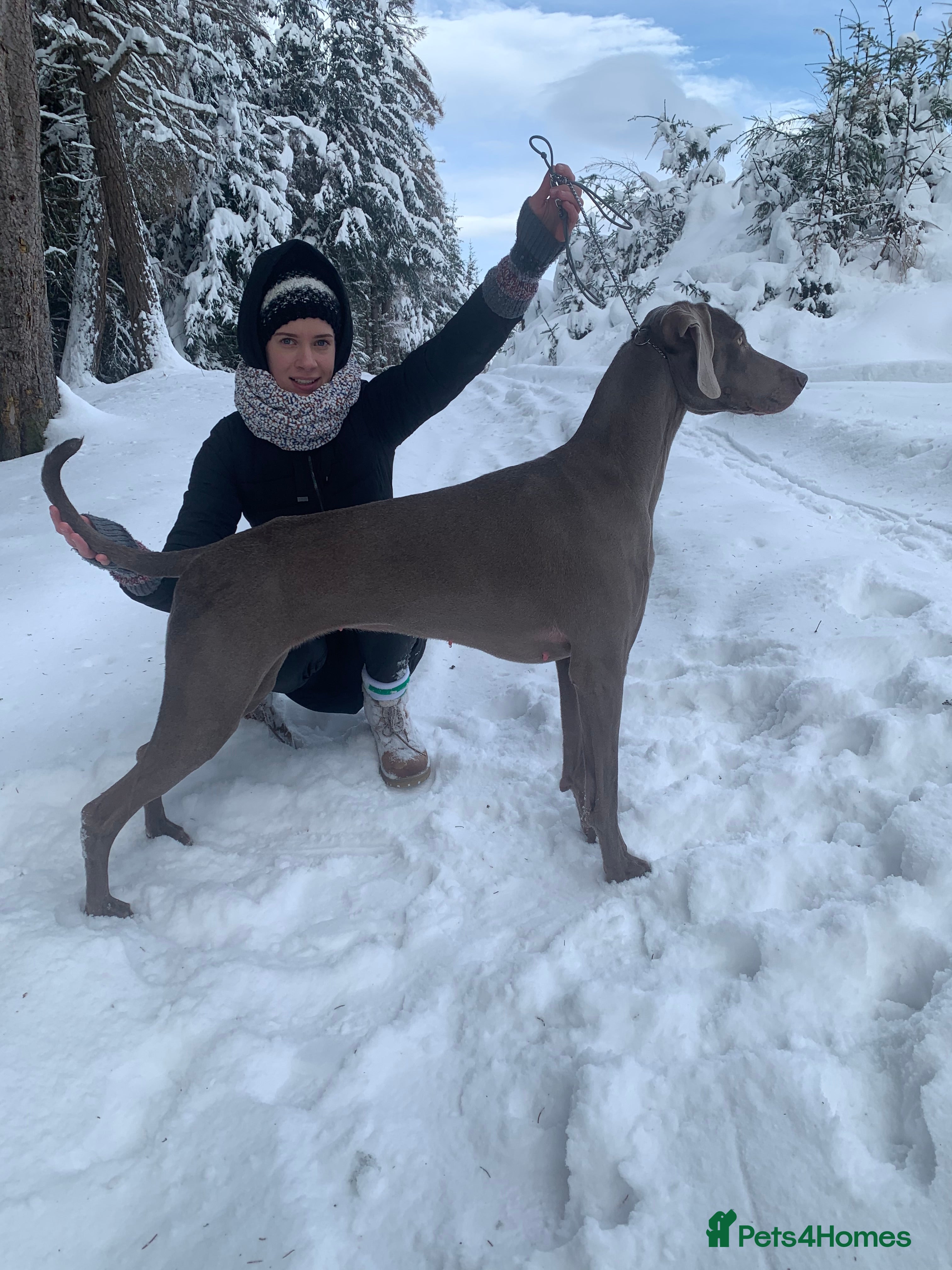 Weimaraner dogs Weimaraner outstanding puppies - Advert 4