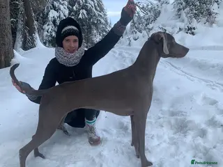 Weimaraner dogs Weimaraner outstanding puppies - Advert 4