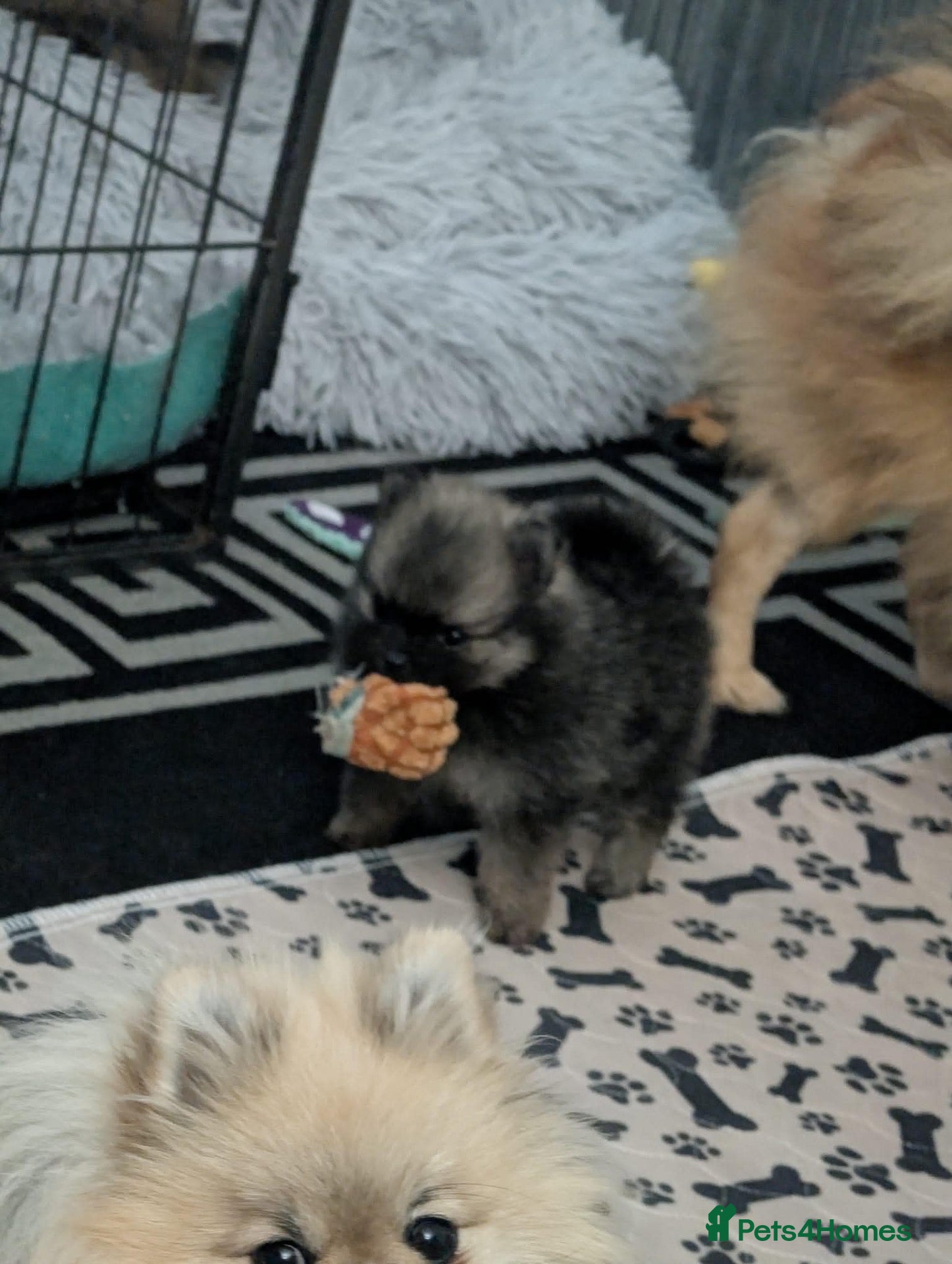 Pomeranian dogs Both puppies are reserved  - Advert 4