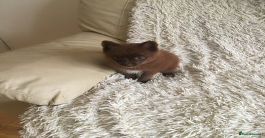 Pomsky dogs - Advert 4