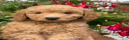 Miniature Poodle dogs for stud: Deep red miniature poddle for stud  - Advert 3