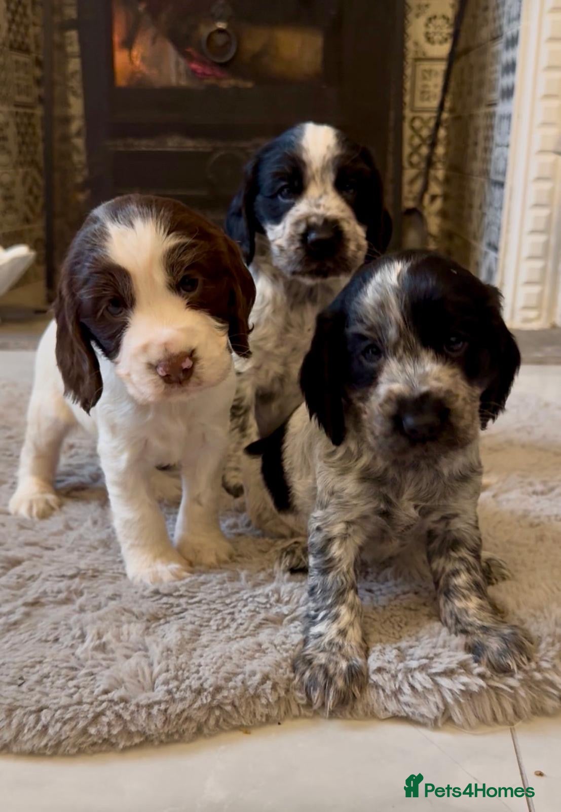Cocker Spaniel dogs Blue roan cocker spaniel puppies  - Advert 1