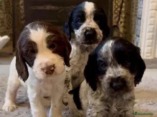 Cocker Spaniel dogs Blue roan show cocker spaniel puppies - Advert 1