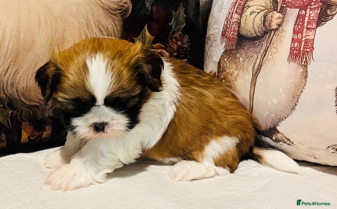Shih Tzu dogs for sale: Kc reg adorable girls  - Advert 6