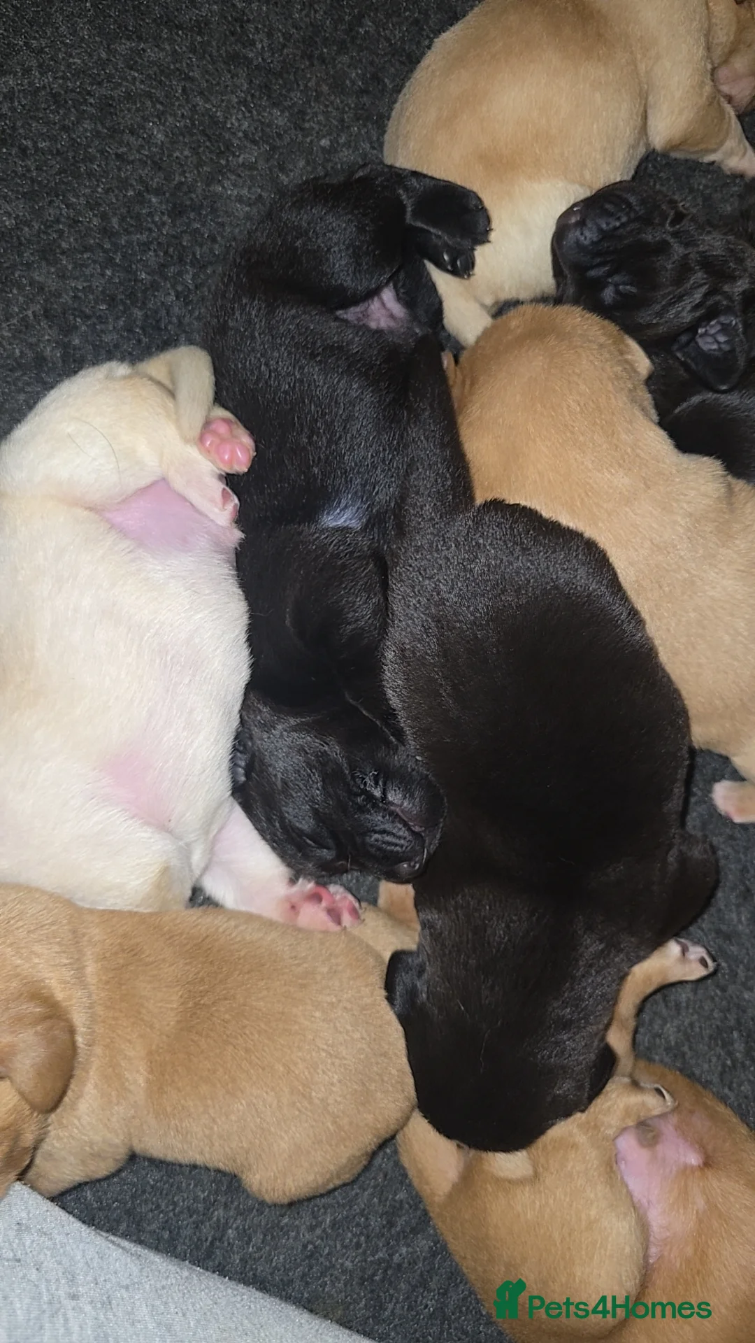 Labrador Retriever dogs for sale: 5 labrador puppies  - Advert 17