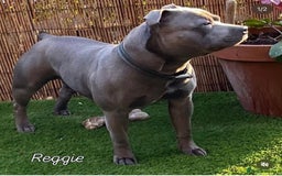 Staffordshire Bull Terrier dogs for sale: 4 Blue Staffordshire bull terriers - Image 6
