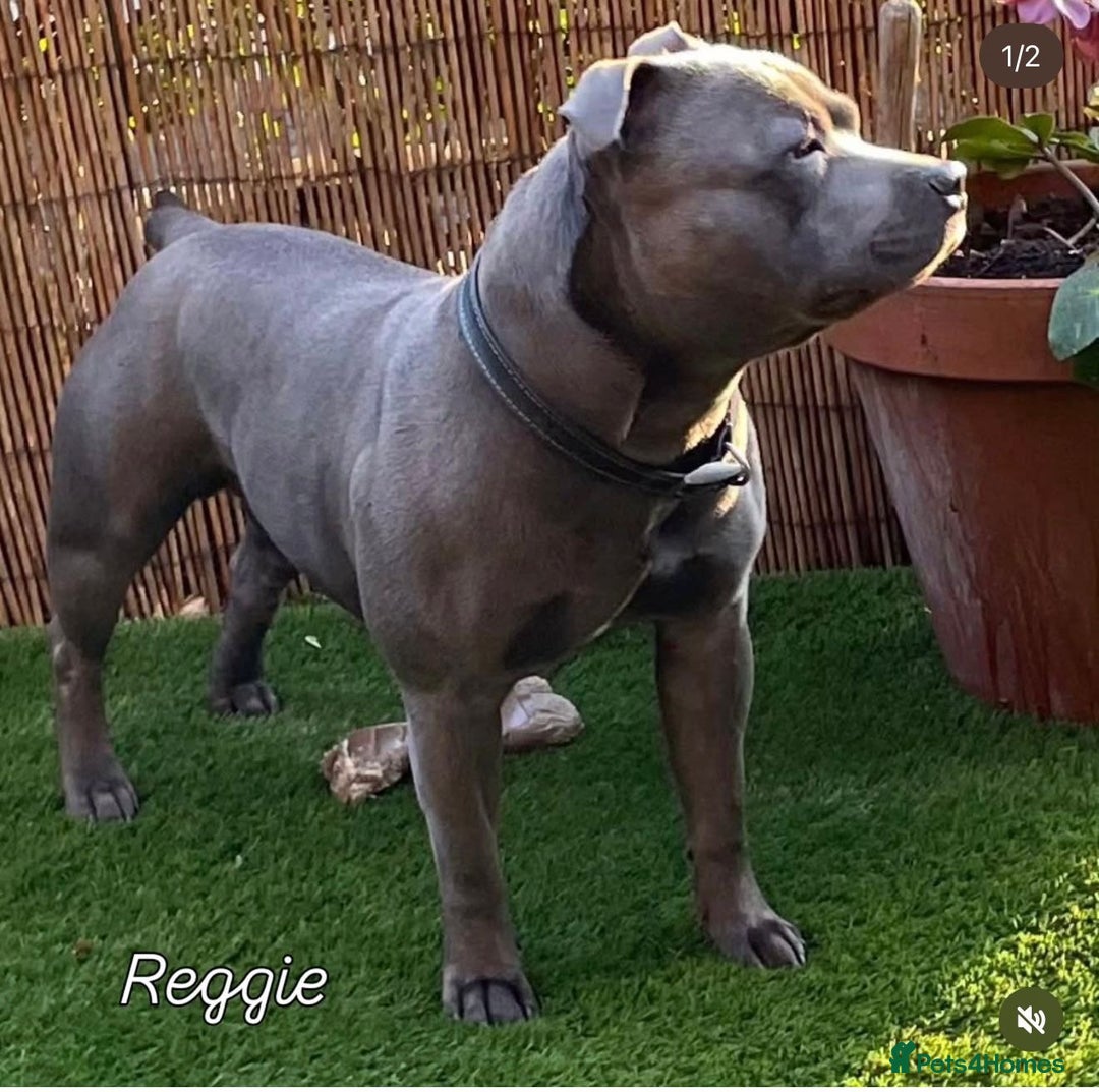 Staffordshire Bull Terrier dogs for sale: 4 Blue Staffordshire bull terriers - Image 6