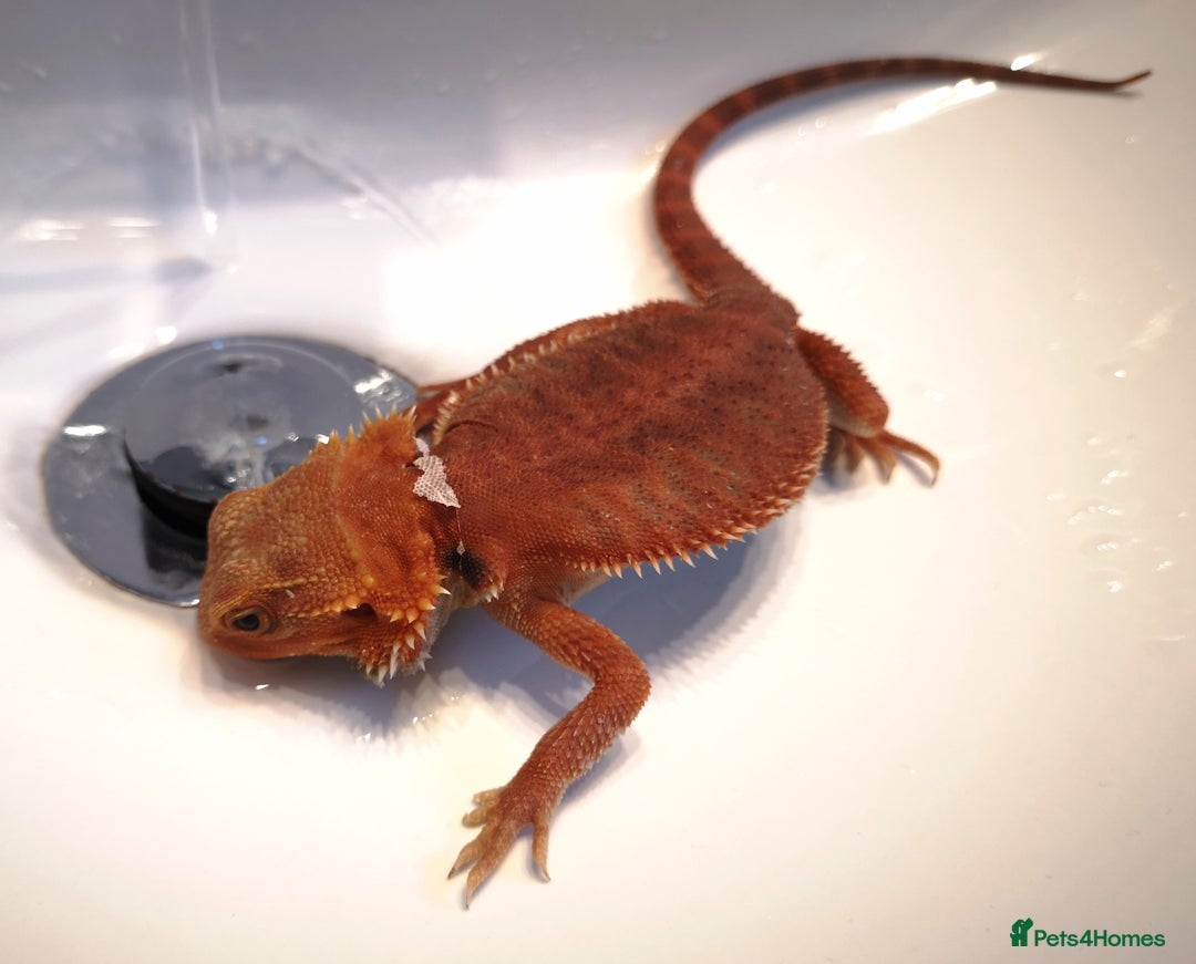 Bearded Dragon reptiles for sale: Red Hypo Trans Bearded Dragon  - Image 5